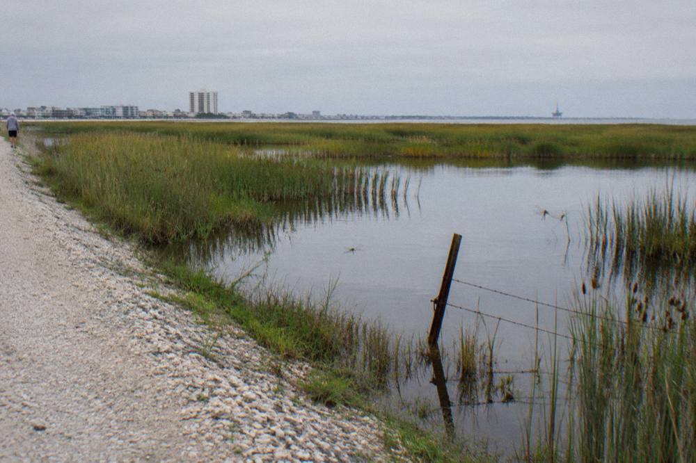 Freshwater marsh with tall grasses and still water on the Texas coastal plain