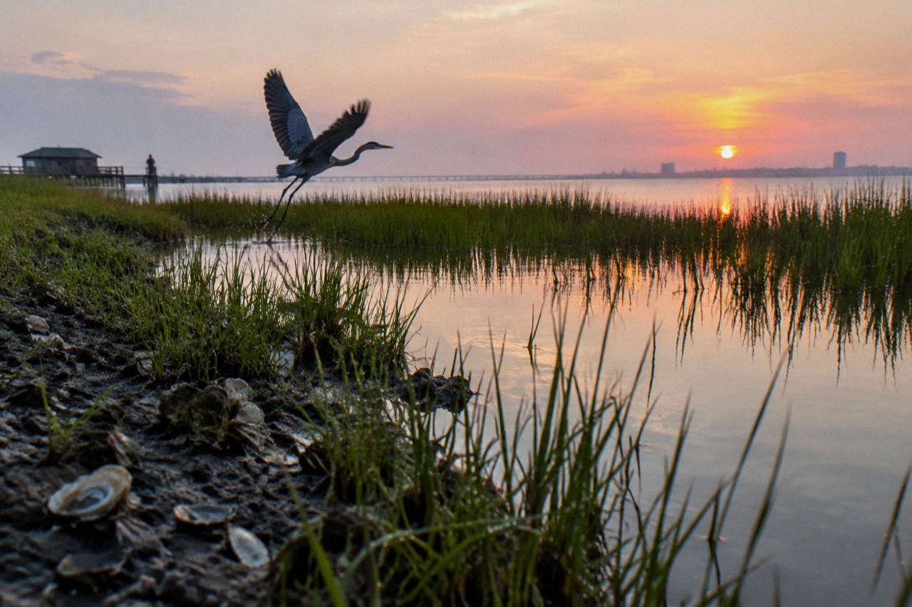 Calm brackish marsh water with reeds along the Texas Gulf Coast at morning light