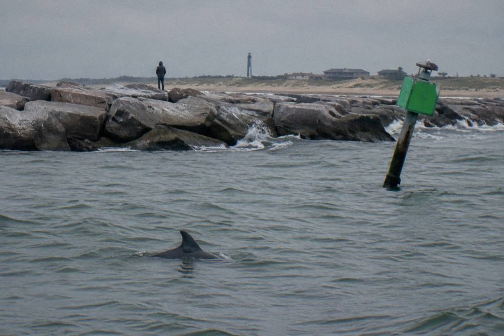 A dolphin dorsal fin cutting through gray-green water near a Galveston harbor channel marker