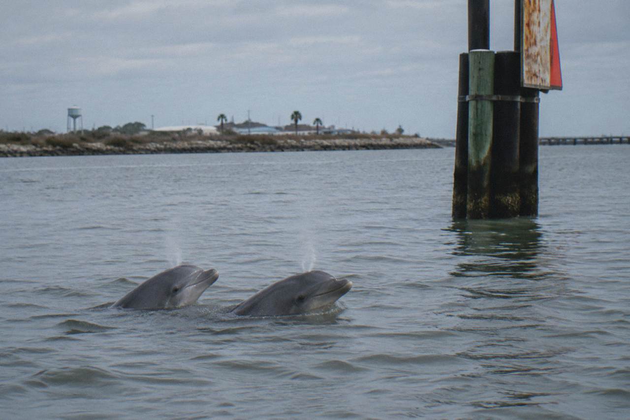 Bottlenose dolphins surfacing in calm gray winter water beside a Galveston harbor channel