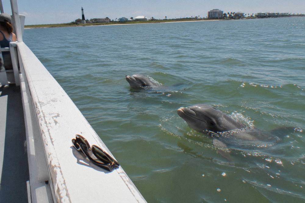 Bottlenose dolphins surfacing in a green harbor channel beside a tour boat railing