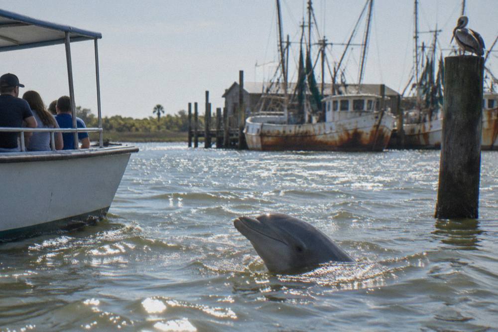 A bottlenose dolphin surfacing beside a tour boat in a working harbor with docked vessels behind