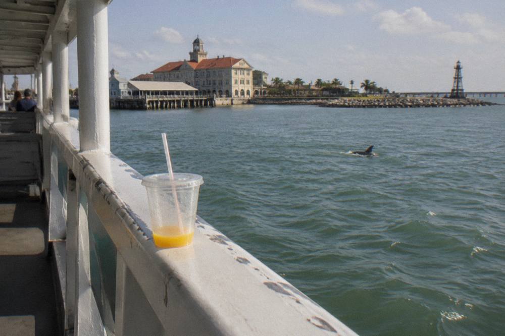 A shaded tour boat railing with open harbor water beyond, a dolphin fin breaking the surface mid-channel