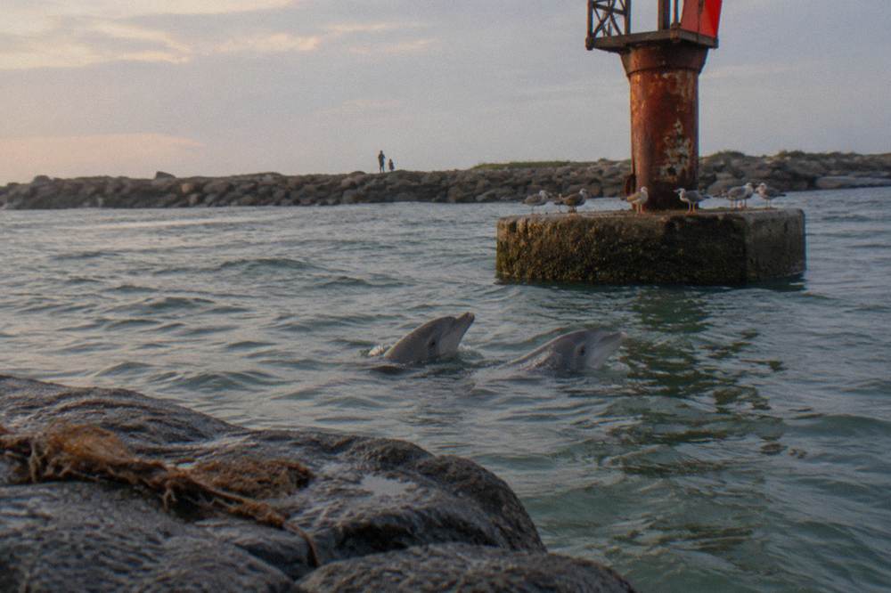 Two bottlenose dolphins surfacing together in green harbor water beside a channel marker