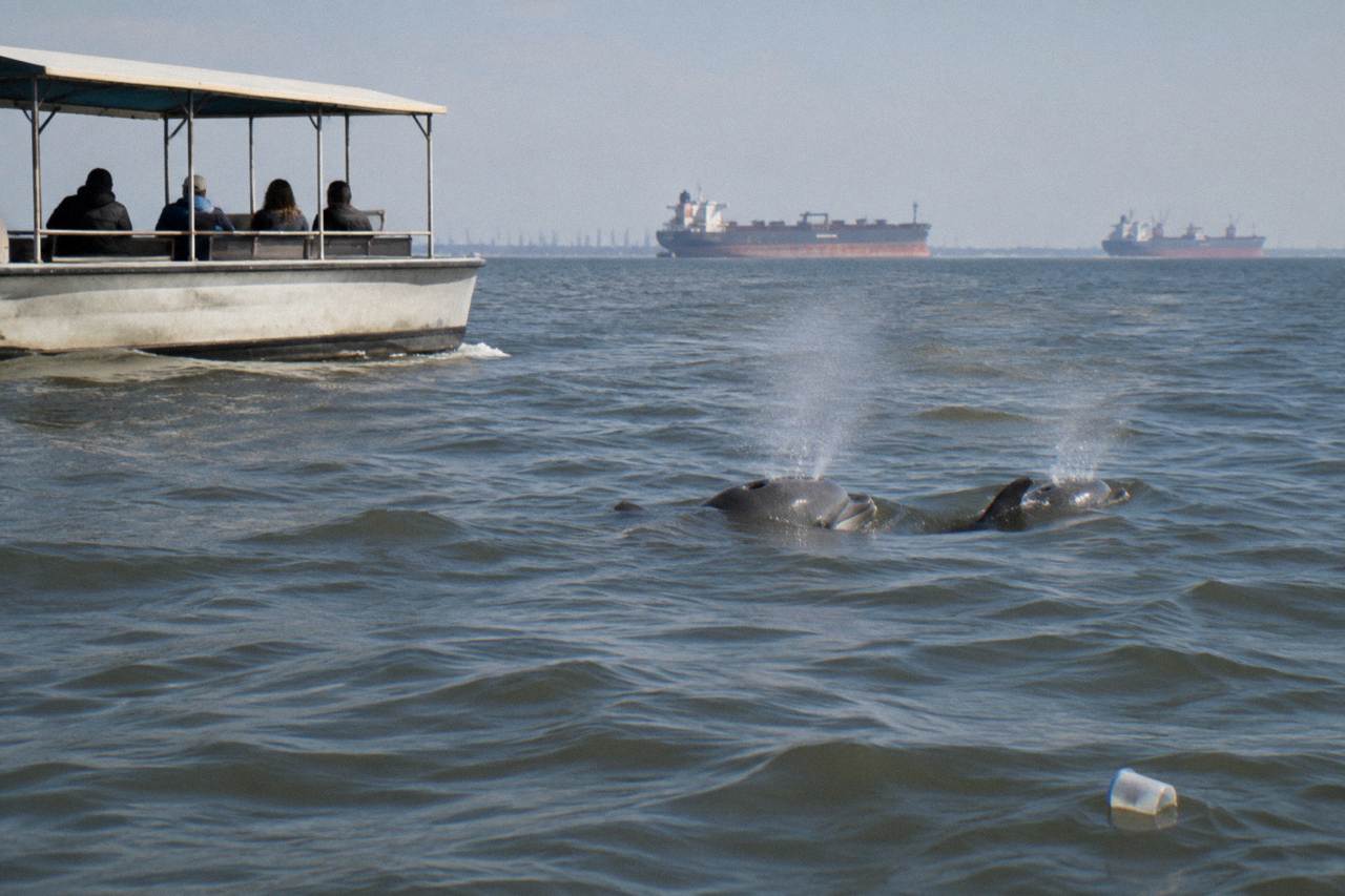 Dolphins swimming beside a boat in a busy Galveston harbor with ships in the distance