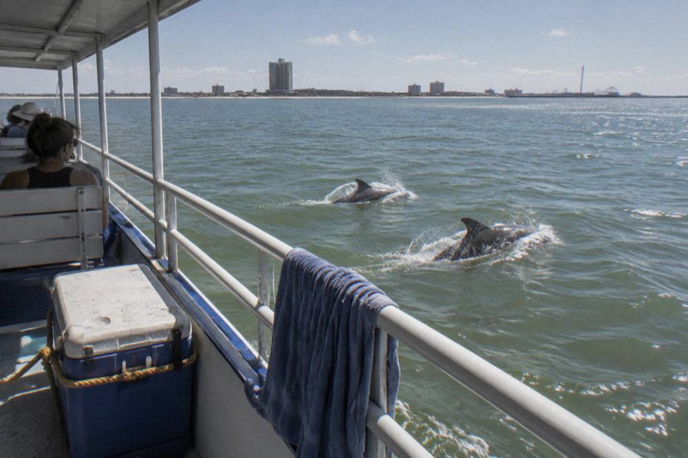 A covered dolphin tour boat moving through Galveston Harbor with dolphins surfacing alongside the bow