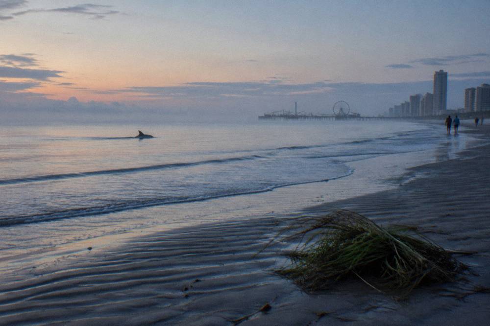 Sunrise light over a Galveston Bay channel with calm water and a dolphin fin visible near the surface