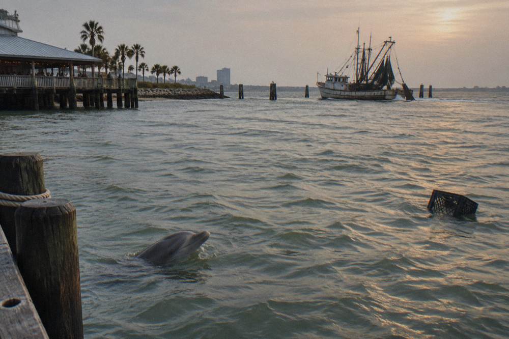 A bottlenose dolphin surfacing in green bay water with a shrimp boat working in the background distance