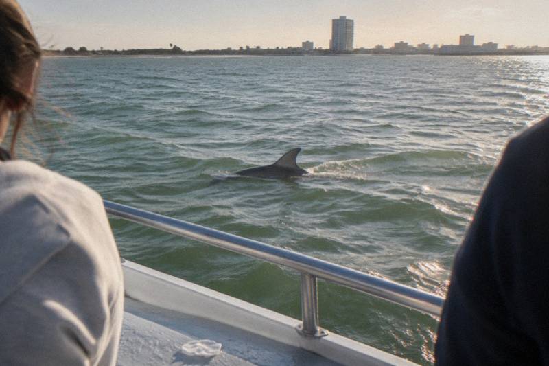 Dolphin watching cruise on Galveston Bay