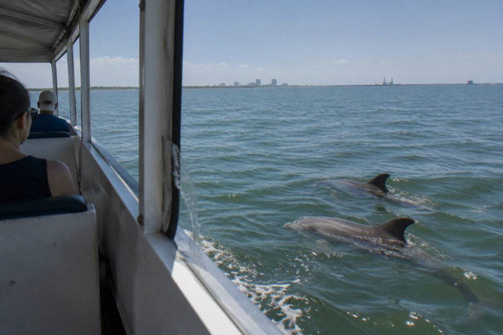 Bottlenose dolphins swimming beside a boat in a wide Texas bay at midday
