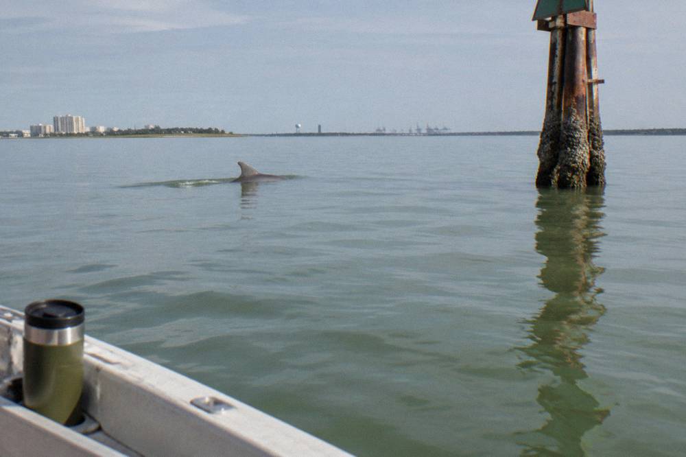 A dolphin dorsal fin cutting through calm green bay water near a channel marker