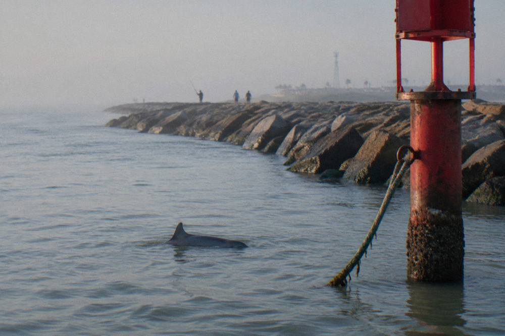A bottlenose dolphin dorsal fin cutting through calm harbor water near a channel marker