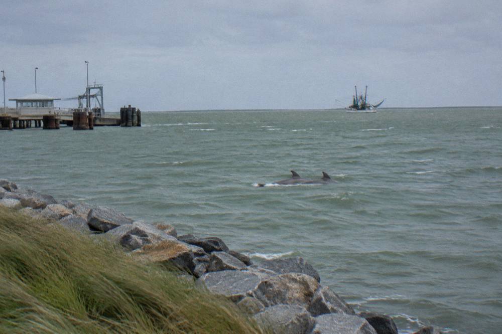 Two dolphins swimming together near a Galveston harbor channel as a boat passes in the distance