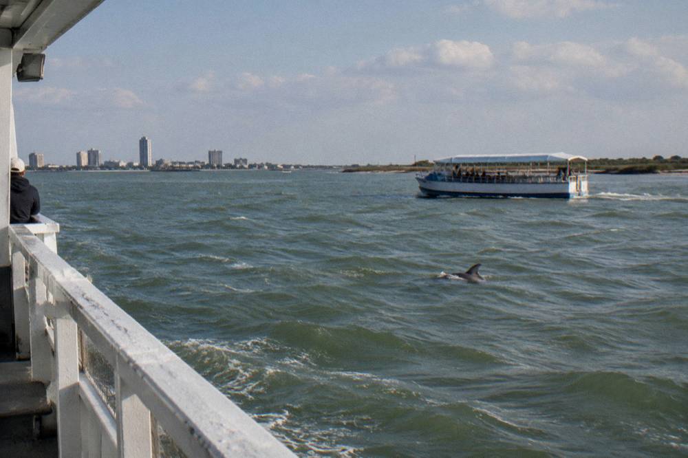 A tour boat holding distance from a dolphin surfacing in a wide bay channel