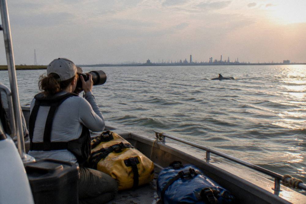 A researcher photographing dolphin dorsal fins from a small survey boat in the bay