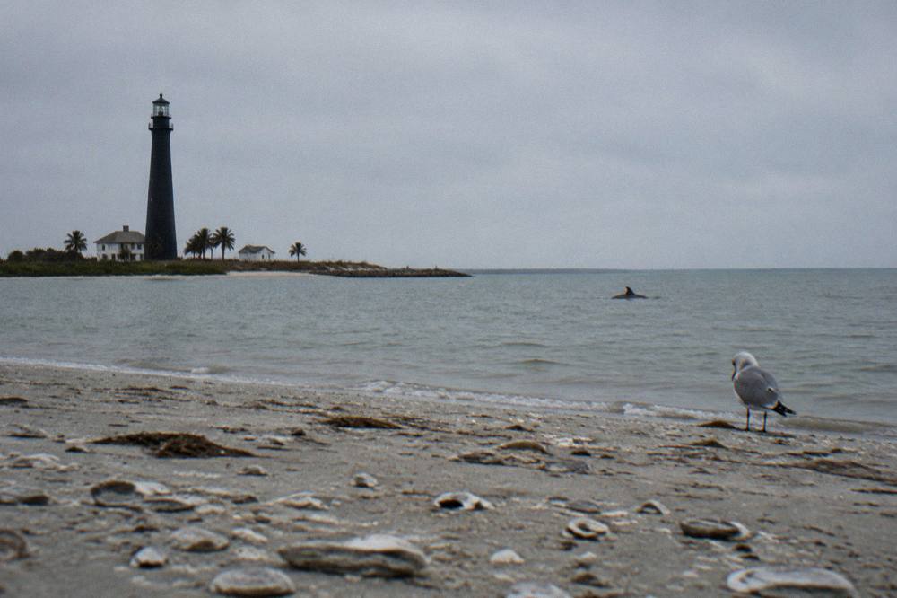 A dolphin dorsal fin cutting through calm bay water at a distance