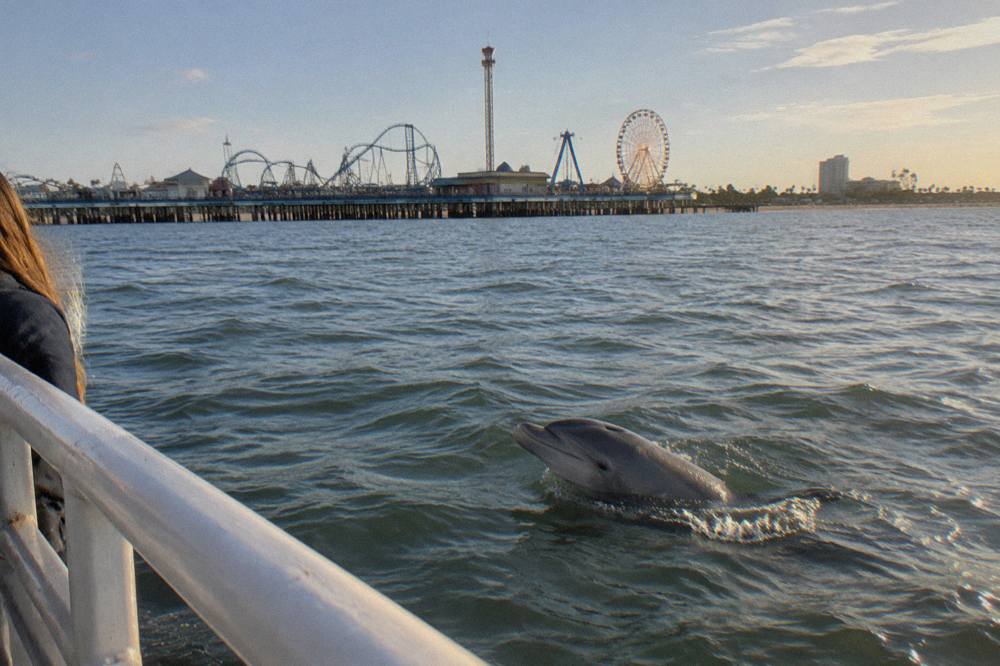 A dolphin swimming beside a tour boat in Galveston Harbor with the shoreline in the background