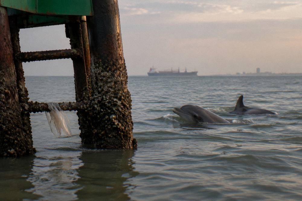 Dolphins surfacing in calm green bay water beside a channel marker with a ship in the distance