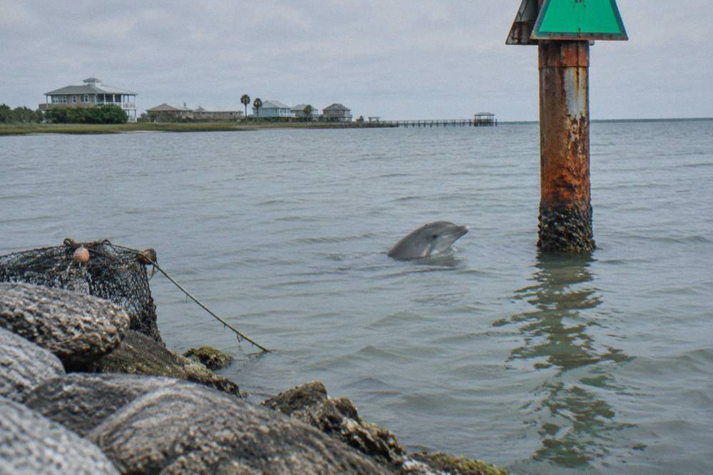 A bottlenose dolphin surfacing in calm green bay water beside a channel marker