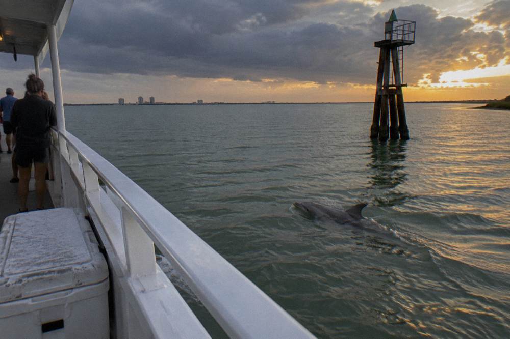 A bottlenose dolphin surfacing in calm green harbor water near a channel marker