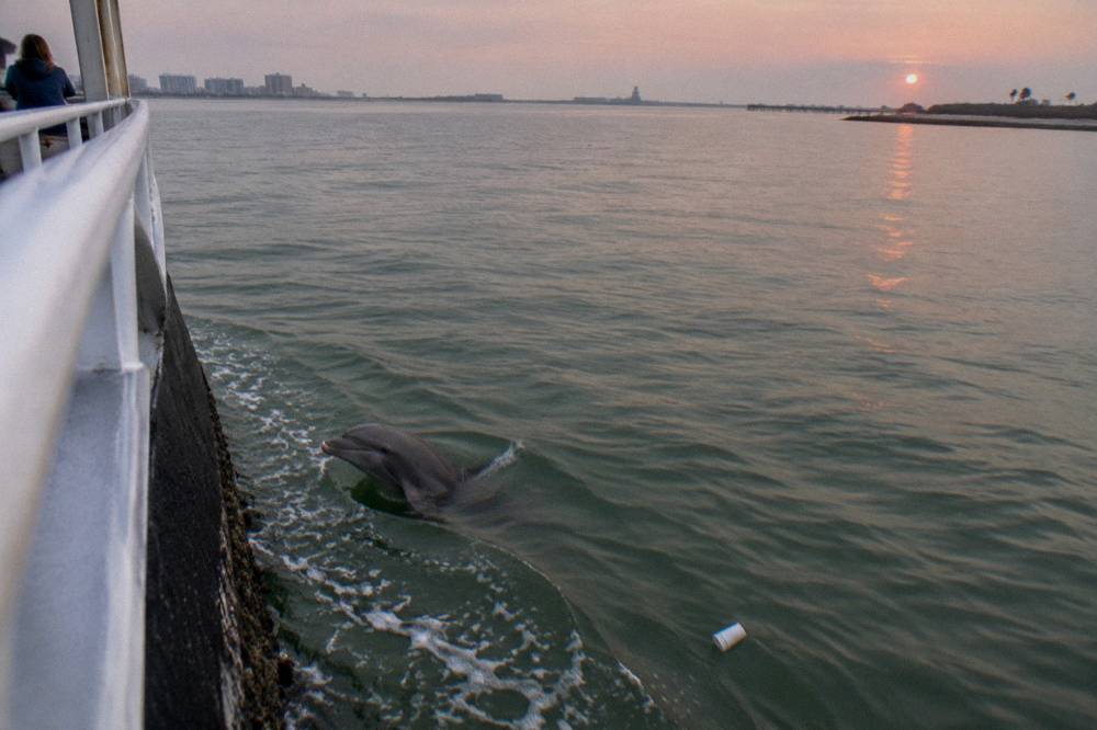 A dolphin surfacing beside a boat hull in calm green bay water