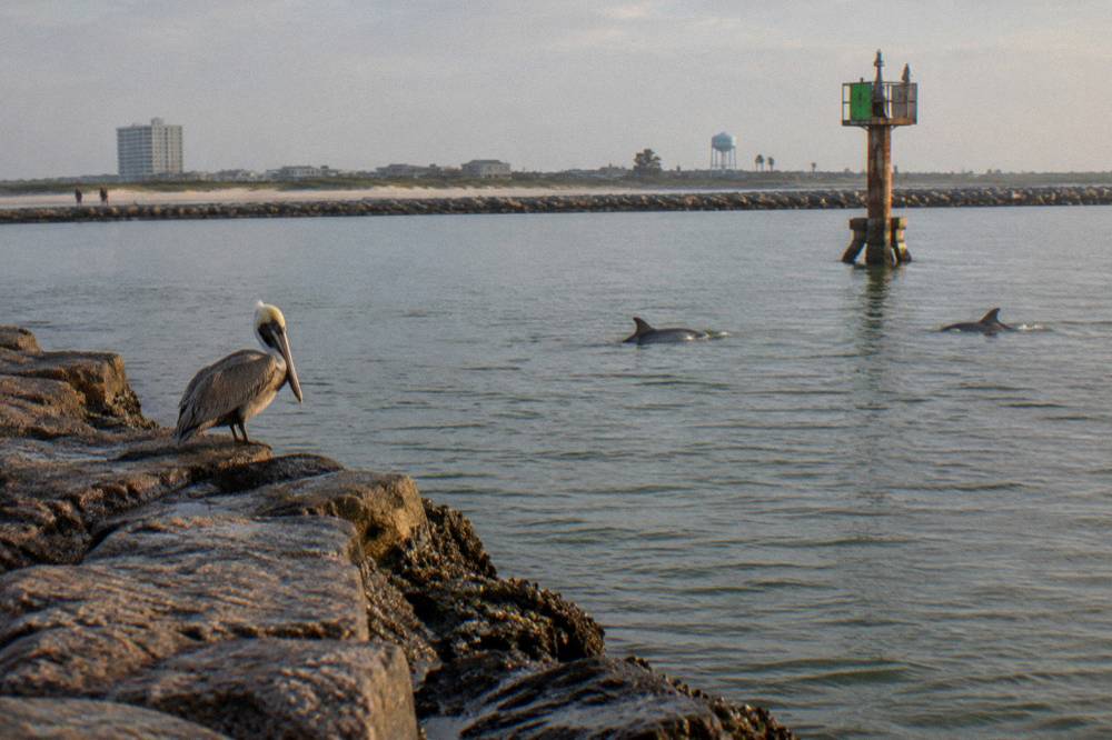 Calm morning water in a harbor channel with distant dolphins surfacing near a channel marker