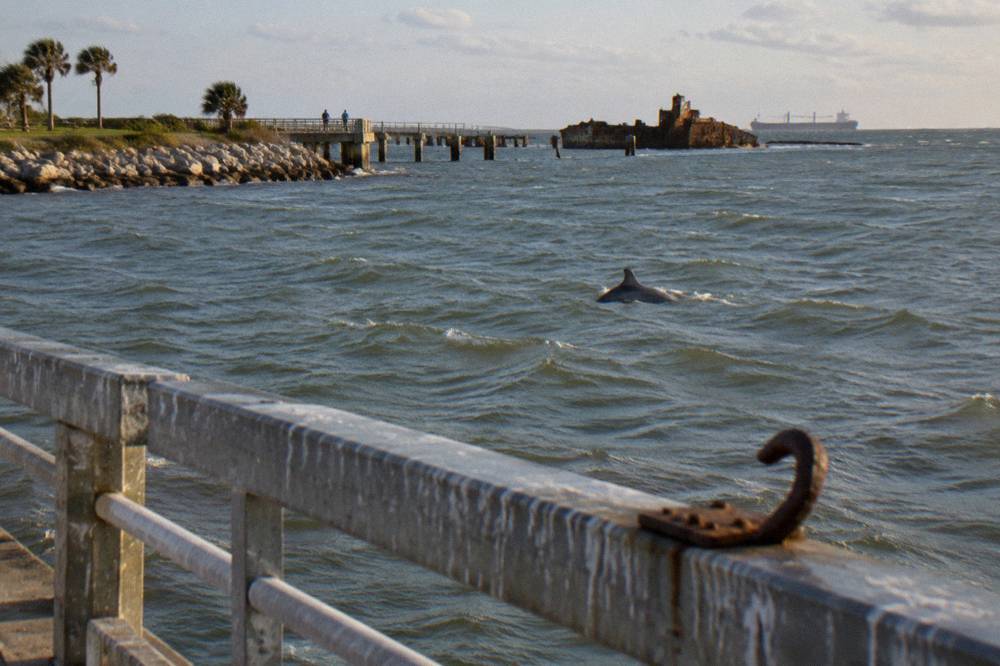 A bottlenose dolphin dorsal fin cutting through gray-green harbor water near a distant ship