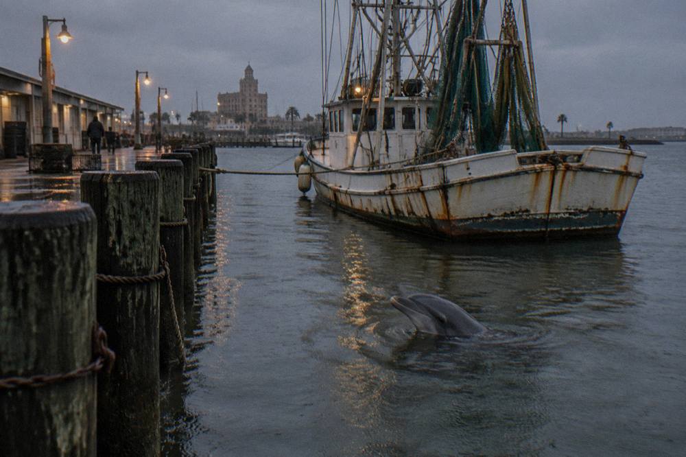 A dolphin surfacing in calm harbor water beside a moored boat