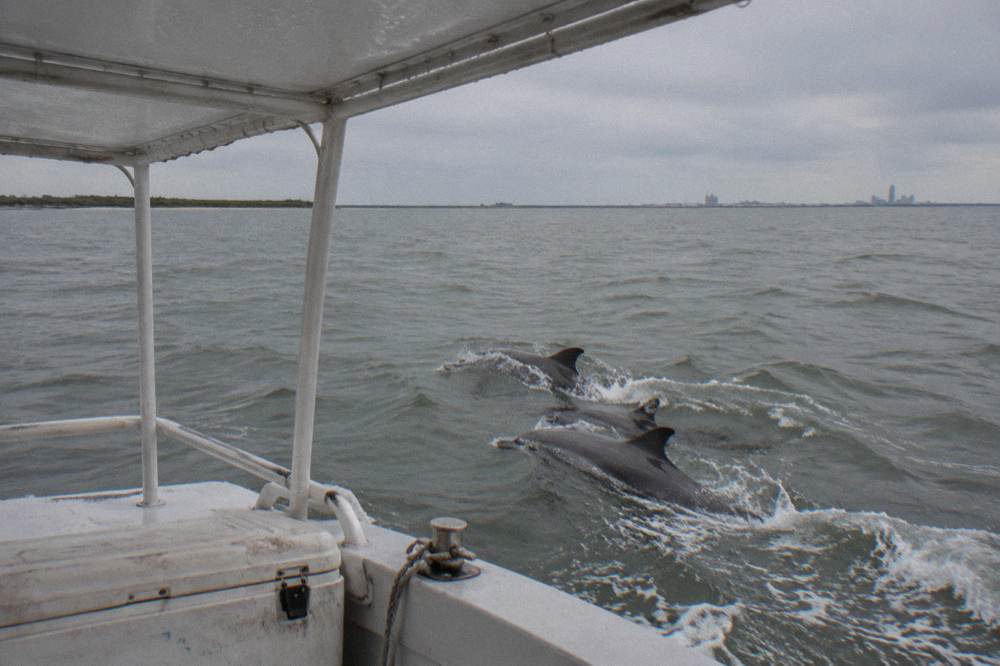 Passengers on a covered tour boat watching dolphins swim alongside the bow