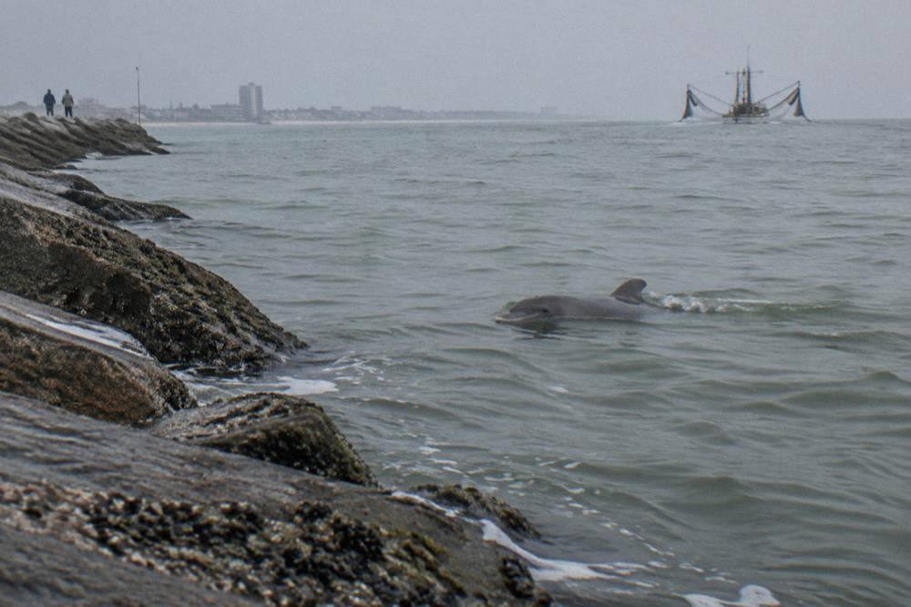 A bottlenose dolphin surfacing in a harbor channel with a small wake behind it